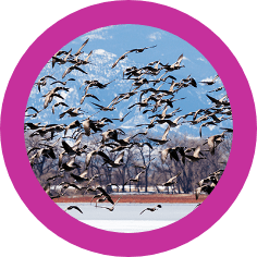 canada-geese-migration-barr-lake-state-park-colorado XSM