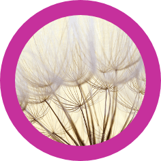 dandelion-seed-background-seed-macro-closeup-spring-natureXSM