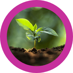 growth-trees-concept-coffee-bean-seedlings-nature-backgroundcoffee-treeXSM